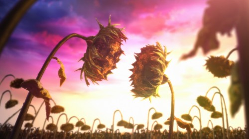 sunflowers