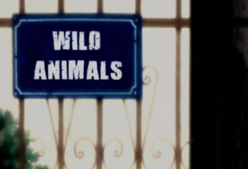 Wild Animals